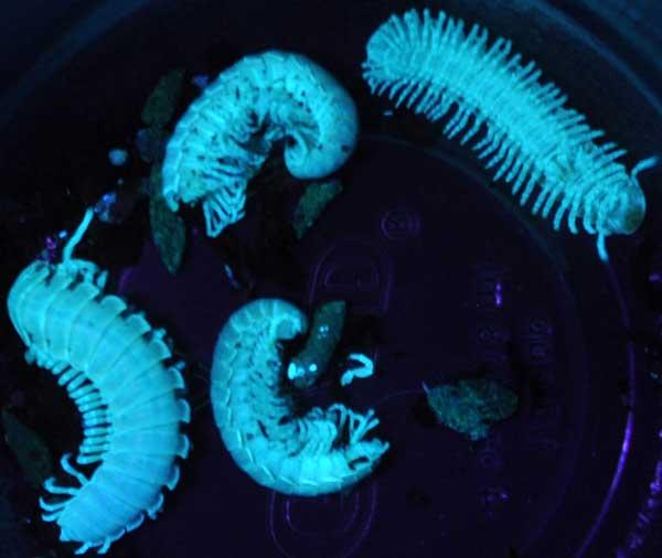 milpiés fluorescentes de la isla de Alcatraz