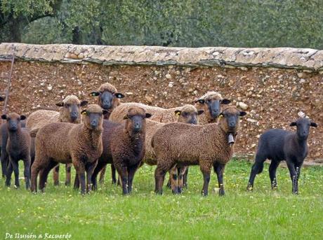 oveja negra