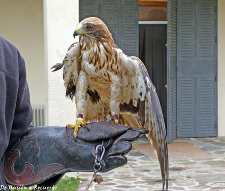 Recuperación de aves rapaces