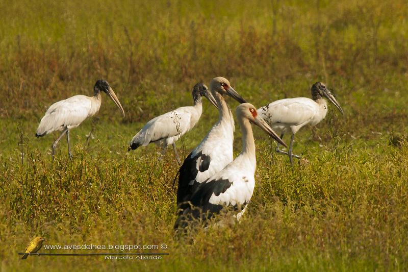 Cigüeñas y Tuyuyúes