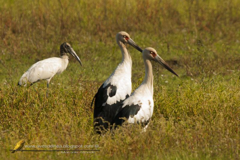 Cigüeñas y Tuyuyúes