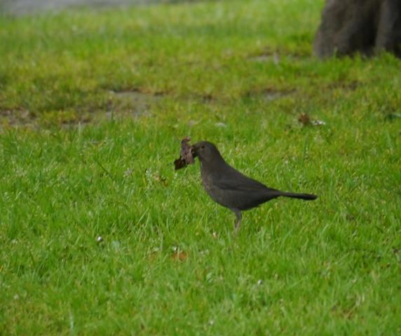 Una ñerbata faciendo el ñeru