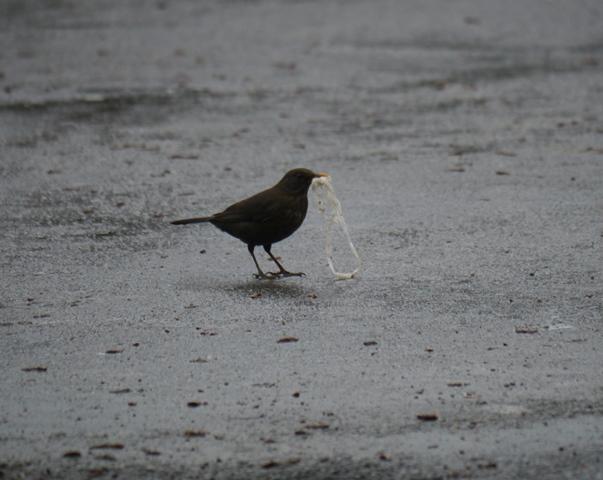 Una ñerbata faciendo el ñeru