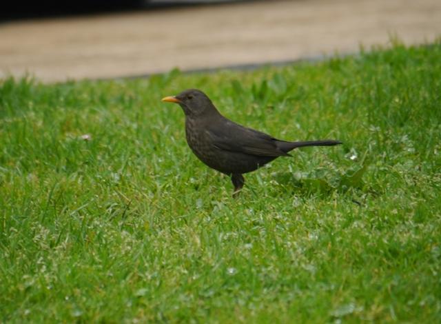 Una ñerbata faciendo el ñeru