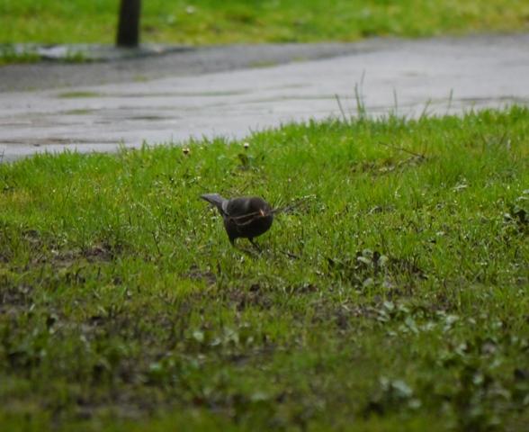 Una ñerbata faciendo el ñeru