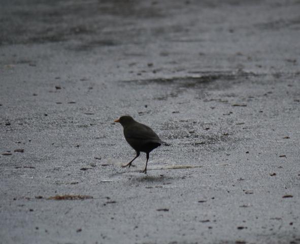 Una ñerbata faciendo el ñeru