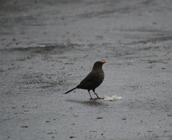 Una ñerbata faciendo el ñeru
