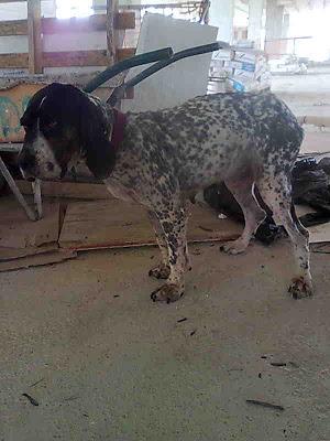 PERRA EN CELO, CANSADA DE PARIR. CON OTRO PERRITO TAMAÑO PEQUEÑO QUE LE ACOMPAÑA. (SEVILLA)