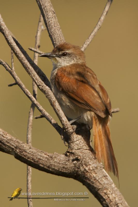 Curutié colorado (Yellow-throated Spinetail)