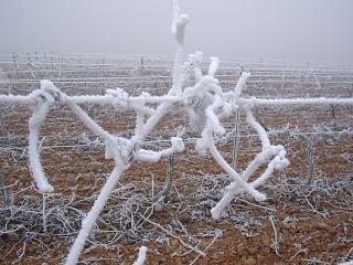 EL REPOSO INVERNAL DE LA VID