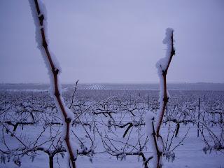 EL REPOSO INVERNAL DE LA VID