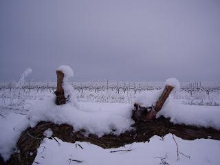 EL REPOSO INVERNAL DE LA VID