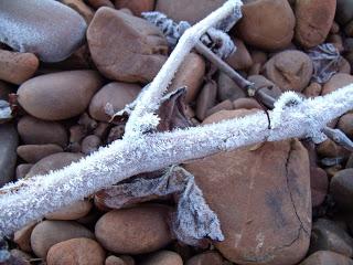 EL REPOSO INVERNAL DE LA VID