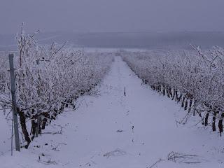 EL REPOSO INVERNAL DE LA VID