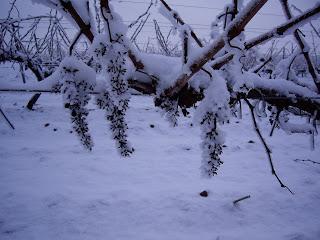 EL REPOSO INVERNAL DE LA VID