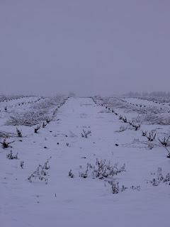 EL REPOSO INVERNAL DE LA VID