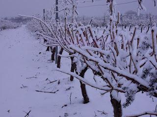EL REPOSO INVERNAL DE LA VID