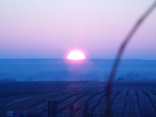 EL REPOSO INVERNAL DE LA VID