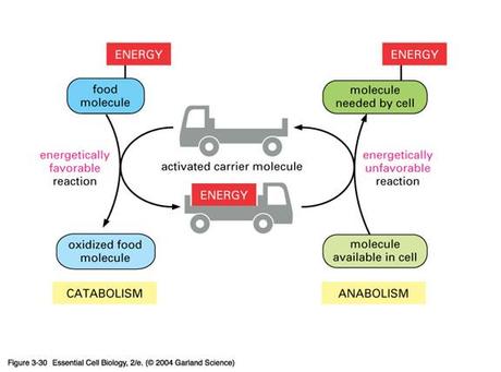 Catabolismo y anabolismo