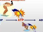 termoquímica sistemas biológicos, introducción metabolismo