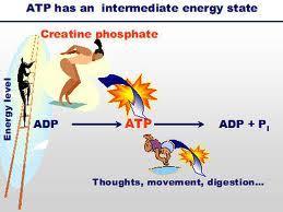 La termoquímica y los sistemas biológicos, una introducción al metabolismo