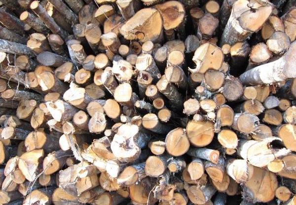 La madera puede ser utilizada como biocombustible