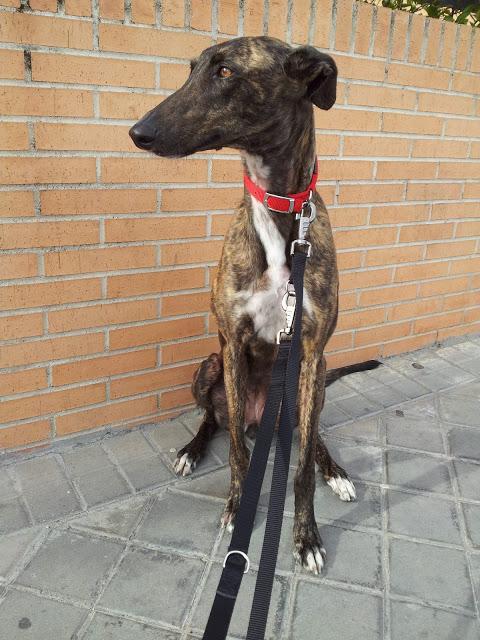 MUY URGENTE!! GALGA EXTRAVIADA EN LA ZONA DE ALUCHE. (MADRID)