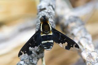 Hemipenthes maura (Linnaeus, 1758)