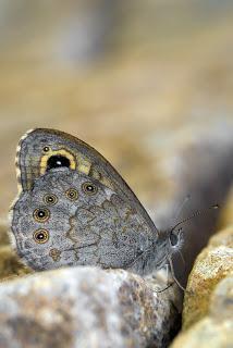 Para ampliar Lasiommata maera (Linnaeus, 1758) hacer clic