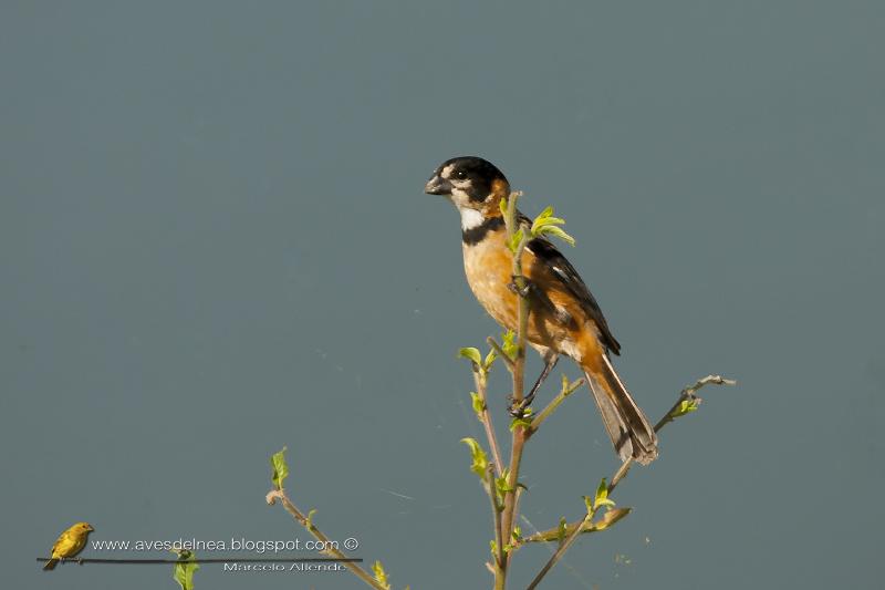 Corbatita dominó (Rusty-collared Seedeater)