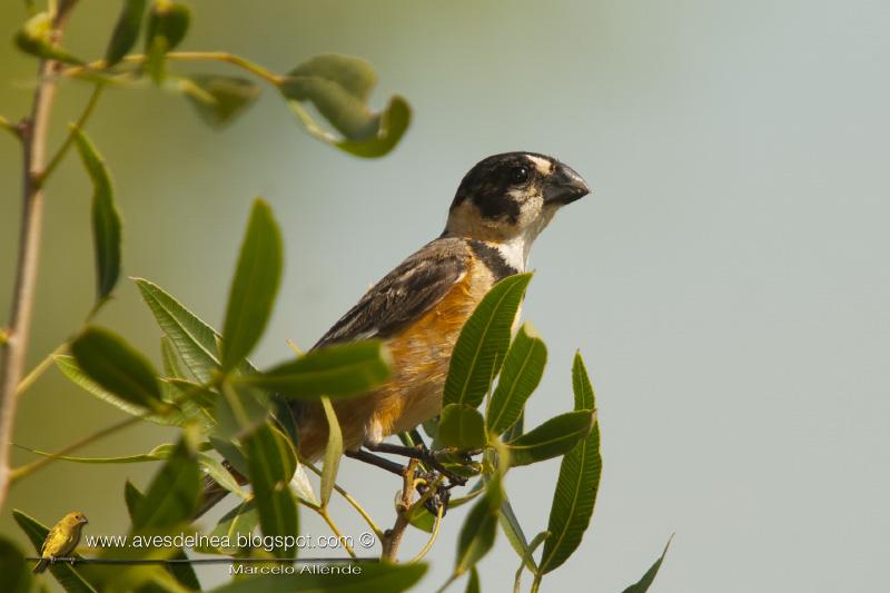 Corbatita dominó (Rusty-collared Seedeater)