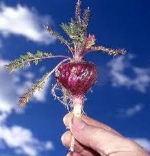 maca23 Vigor, fuerza y energía a tope con maca andina  