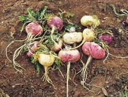 maca32 Vigor, fuerza y energía a tope con maca andina  