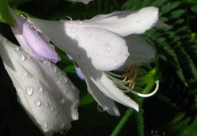 El agua en nuestro jardín