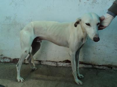 Messi, precioso galgo blanco desechado por su dueño.