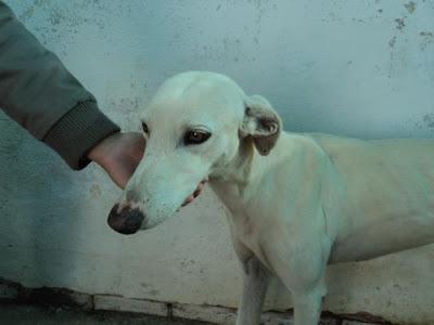 Messi, precioso galgo blanco desechado por su dueño.