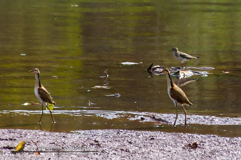 Pitotoy solitario (Solitary Sandpiper)