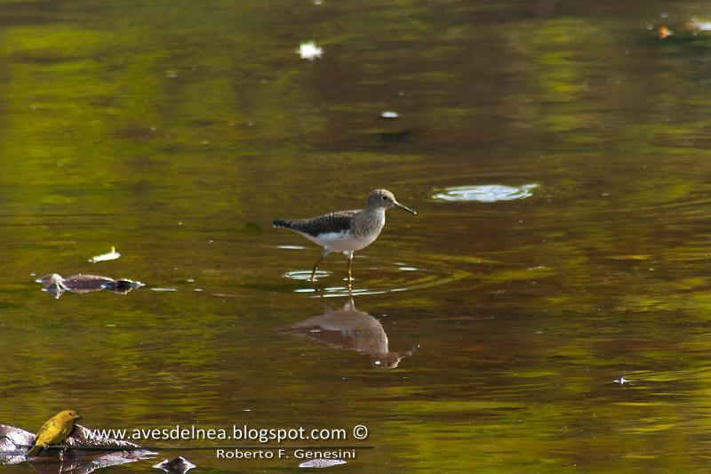 Pitotoy solitario (Solitary Sandpiper)