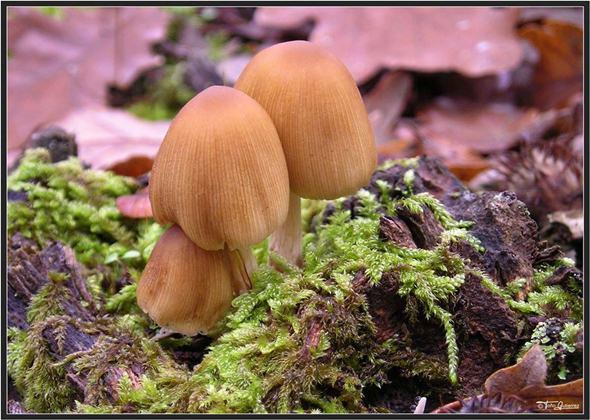 Jornadas micológicas en la Montaña Palentina