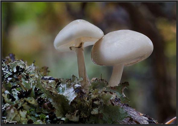Jornadas micológicas en la Montaña Palentina