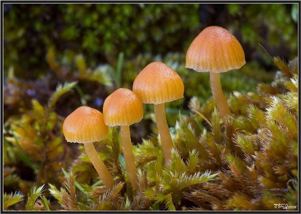 Jornadas micológicas en la Montaña Palentina