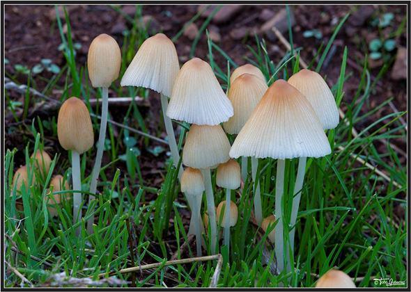 Jornadas micológicas en la Montaña Palentina