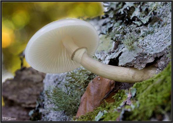 Jornadas micológicas en la Montaña Palentina