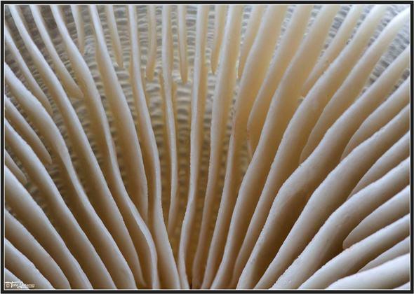 Jornadas micológicas en la Montaña Palentina