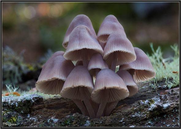 Jornadas micológicas en la Montaña Palentina
