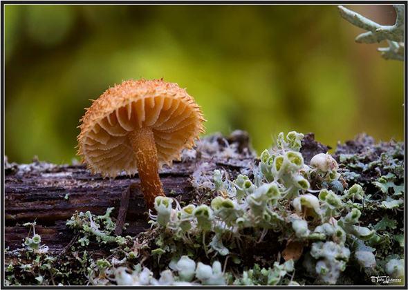 Jornadas micológicas en la Montaña Palentina