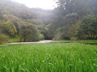 Trail Serra da Capelada – Cedeira