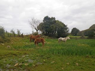 Trail Serra da Capelada – Cedeira