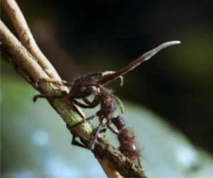 Cordyceps ant fuente youtube