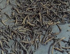 Cordyceps sinensis by timzachernuk flickr